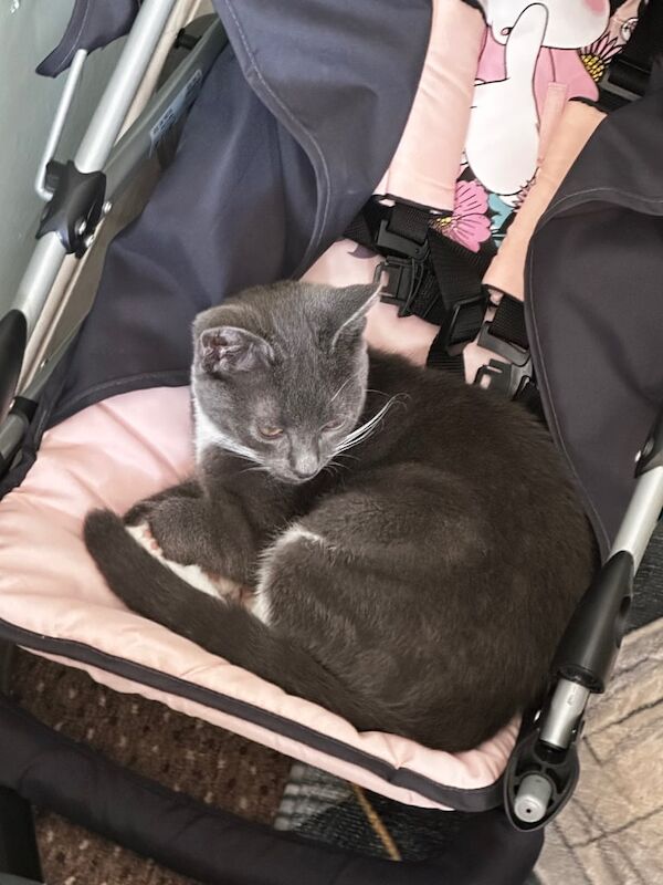 British Shorthair kittens for sale in Blackburn, West Lothian – 4 months old - Image 3 of 6