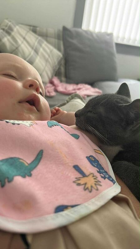 British Shorthair kittens for sale in Blackburn, West Lothian – 4 months old - Image 4 of 6