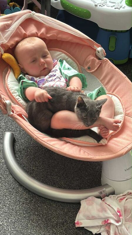 British Shorthair kittens for sale in Blackburn, West Lothian – 4 months old - Image 5 of 6