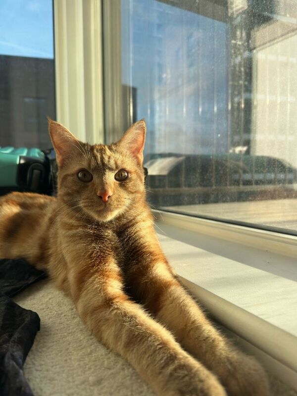 British Shorthair kittens for sale in Kennington, Greater London – 8 months old