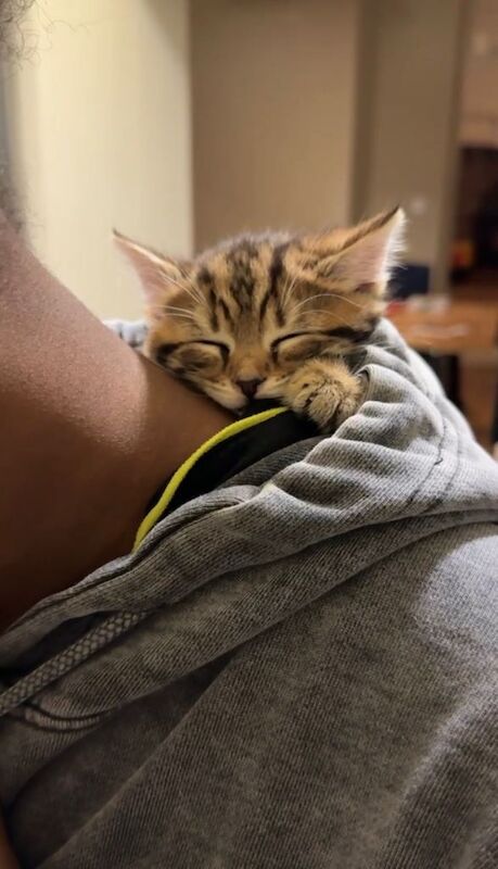 Cat for sale - Image 2 of 3