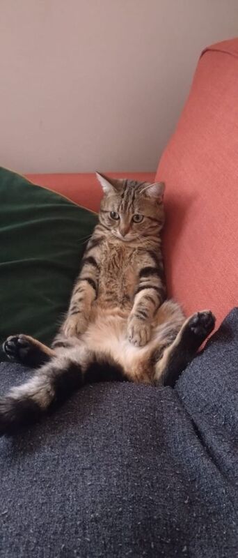 Cat for sale - Image 3 of 3