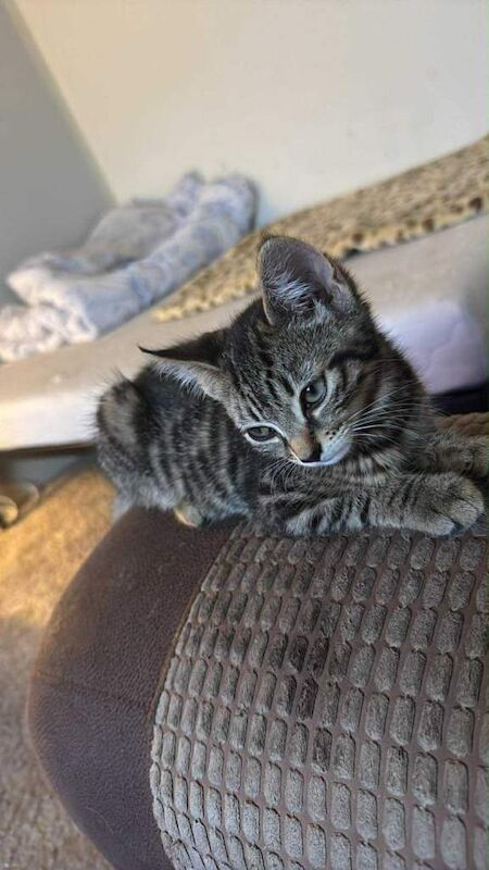 Cat for sale