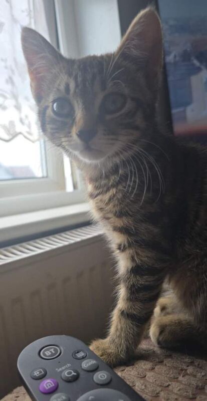 Cat for sale - Image 2 of 2