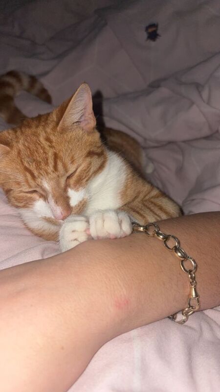 Cat /kitten