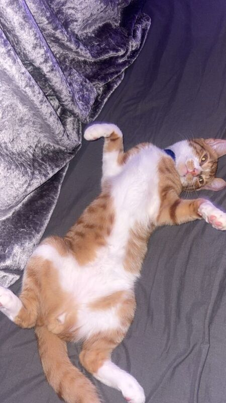 Cat /kitten - Image 2 of 5