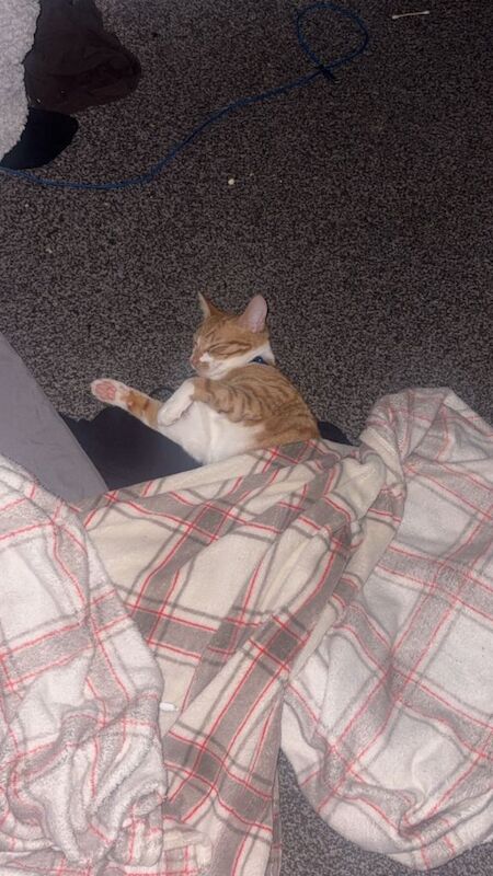 Cat /kitten - Image 3 of 5