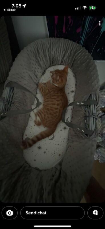 Cat /kitten - Image 4 of 5