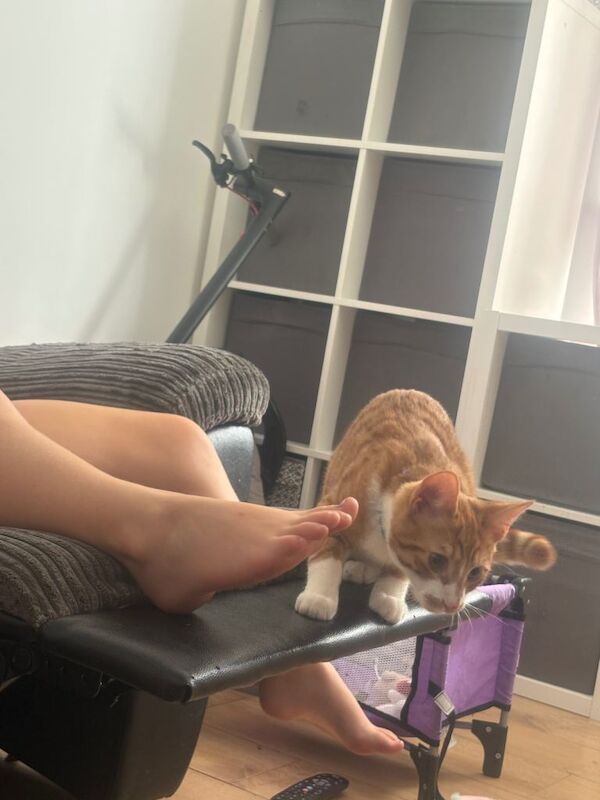 Cat /kitten - Image 5 of 5