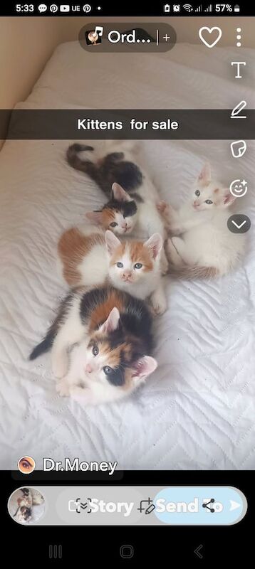 Cat kittens for sale in Edmonton, Greater London