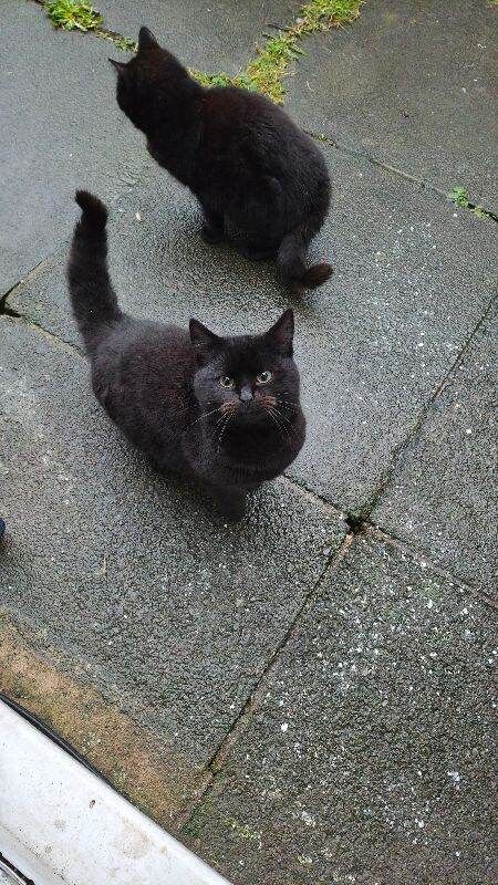 British Shorthair kittens for sale in Ward End, West Midlands – 4 months old