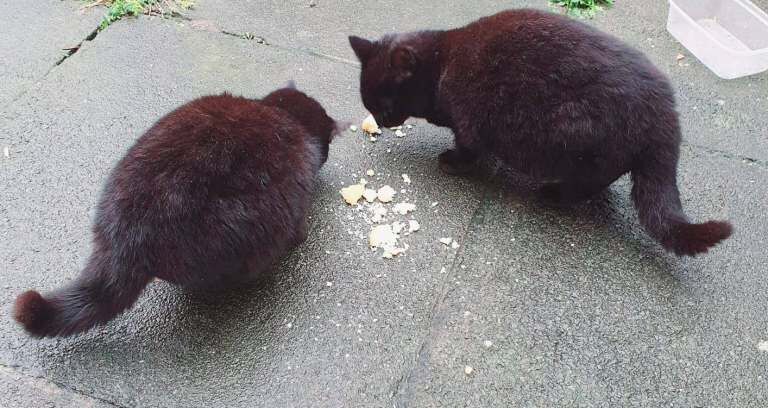 British Shorthair kittens for sale in Ward End, West Midlands – 5 months old - Image 2 of 4