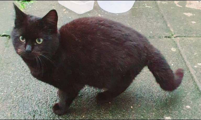 British Shorthair kittens for sale in Ward End, West Midlands – 5 months old - Image 3 of 4