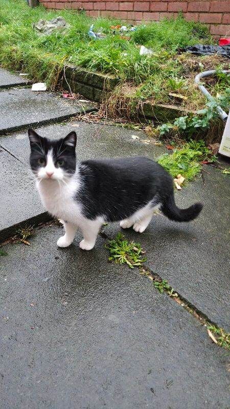 British Shorthair kittens for sale in Ward End, West Midlands – 5 months old - Image 4 of 4