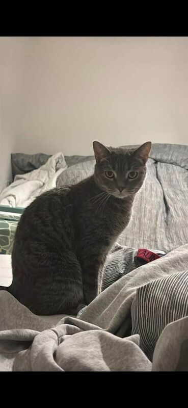 Cat missie - Image 2 of 2