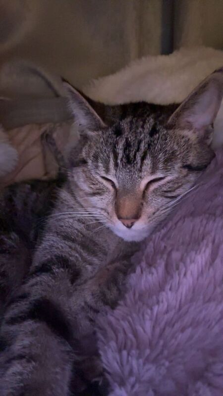 British Shorthair kittens for sale in Newtownards, County Down – 1 year old