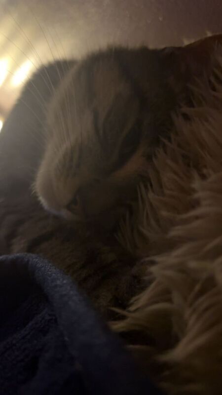 Cat rehoming - Image 2 of 2