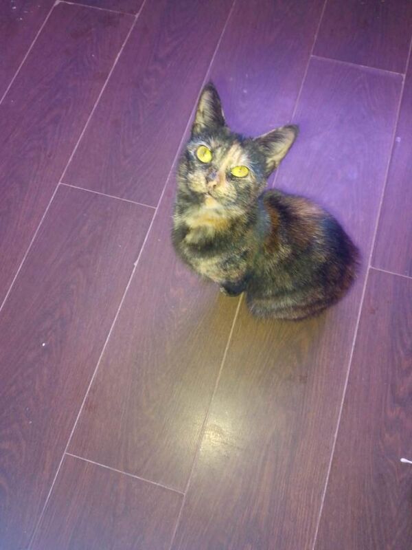 British Shorthair kittens for sale in Roundhay, West Yorkshire – 3 years old