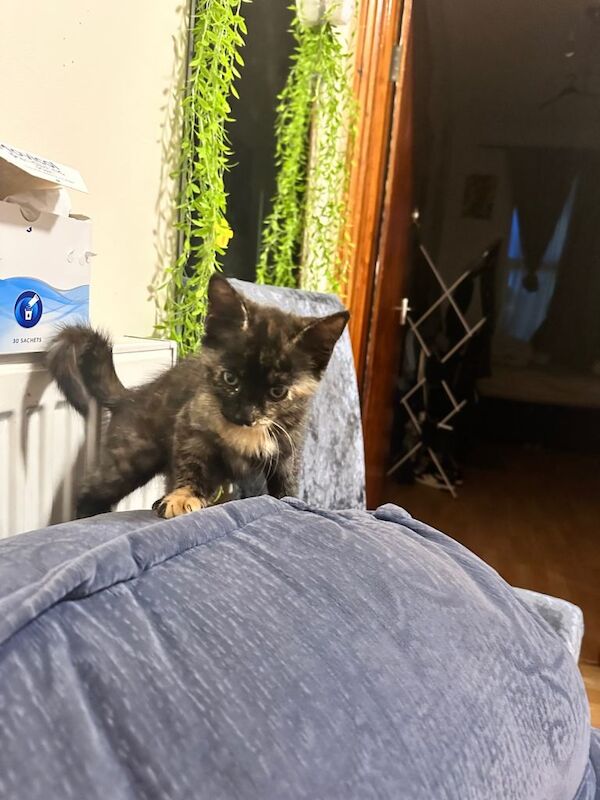 British Shorthair Kittens For Sale