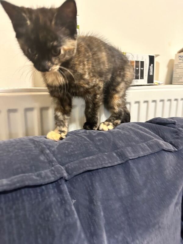 Cat to give away - Image 2 of 3