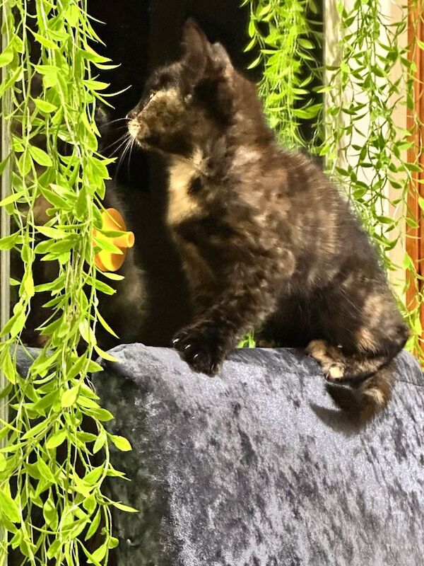 Cat to give away - Image 3 of 3