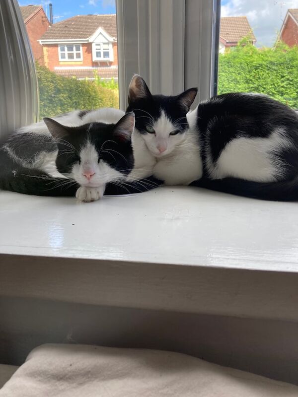 British Shorthair kittens for sale in Cheadle, Staffordshire – 1 year old