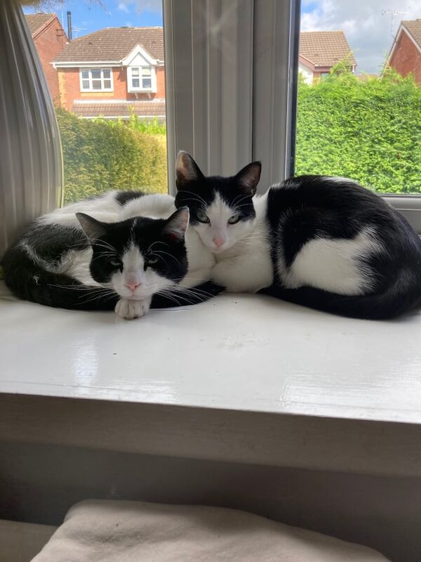 British Shorthair kittens for sale in Cheadle, Staffordshire – 1 year old - Image 2 of 3