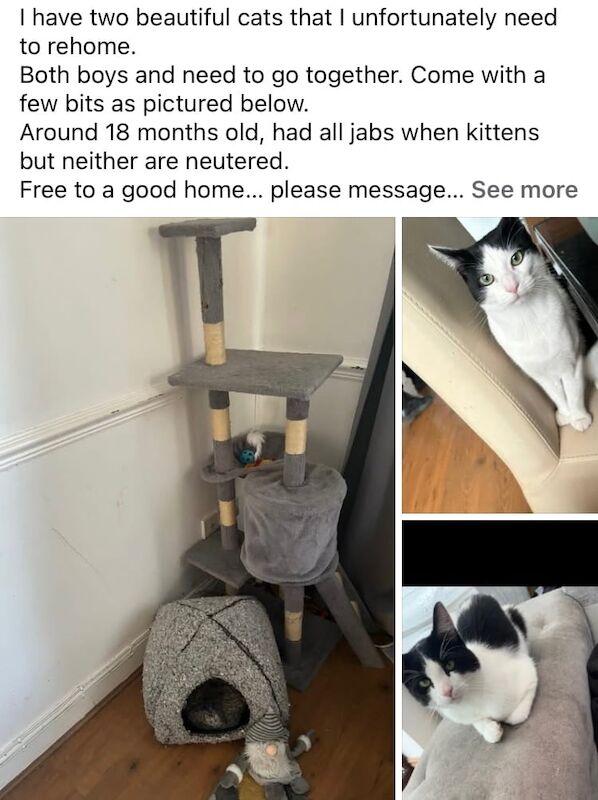 British Shorthair kittens for sale in Cheadle, Staffordshire – 1 year old - Image 3 of 3