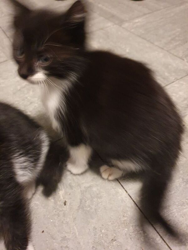 Cats & Kittens For Sale in Birmingham, West Midlands
