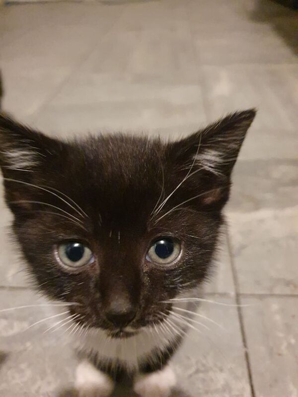 British Shorthair kittens for sale in Birmingham, West Midlands – 1 year old - Image 2 of 3