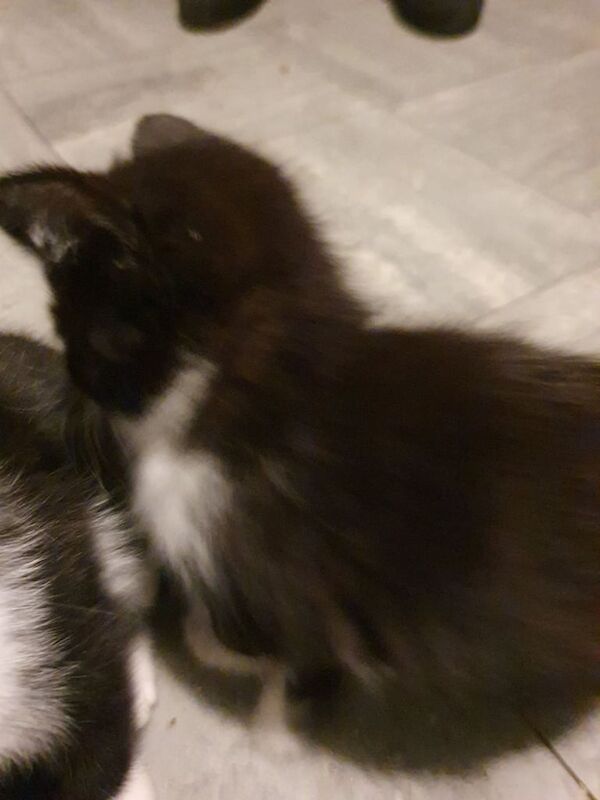 British Shorthair kittens for sale in Birmingham, West Midlands – 1 year old - Image 3 of 3