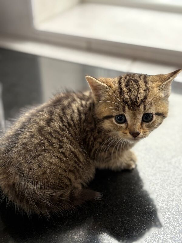 British Shorthair kittens for sale in Coventry, West Midlands – 8 weeks old