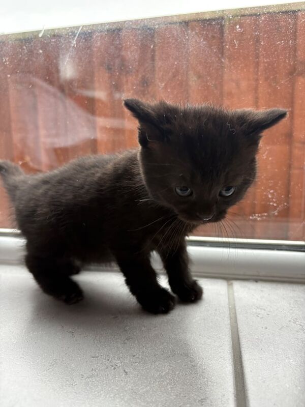 British Shorthair kittens for sale in Coventry, West Midlands – 8 weeks old - Image 2 of 3