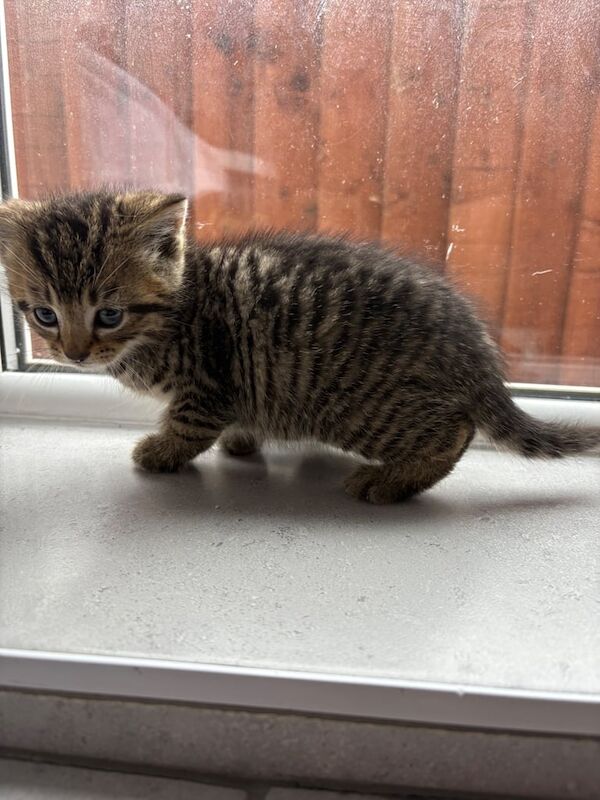 British Shorthair kittens for sale in Coventry, West Midlands – 8 weeks old - Image 3 of 3