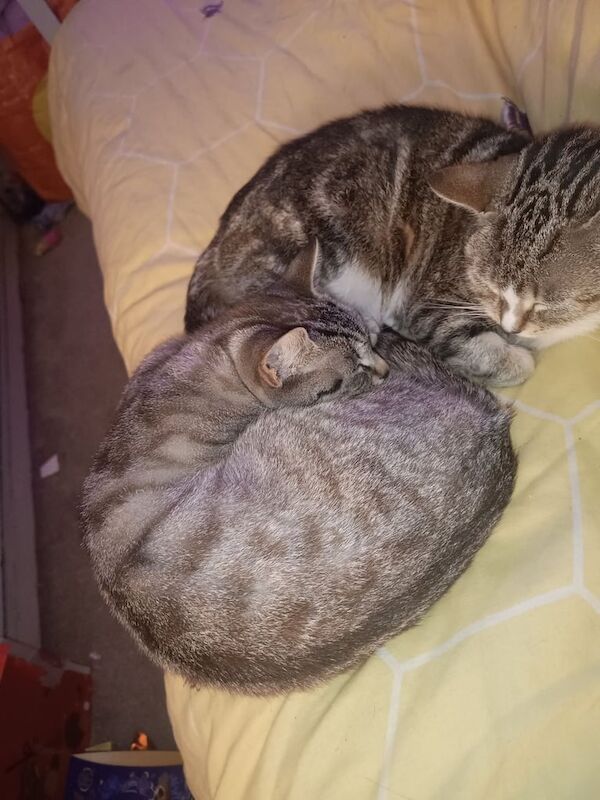 British Shorthair kittens for sale in Spennymoor, Durham – 2 years old
