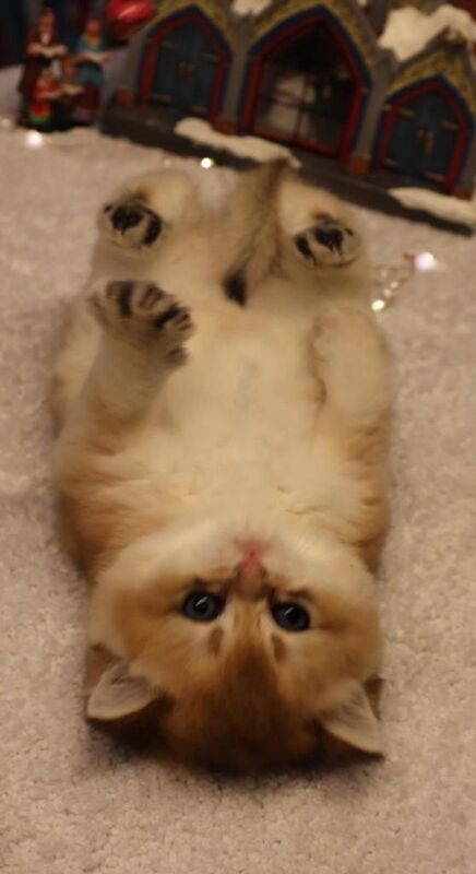 British Shorthair kittens for sale in North Acton, Greater London – 10 weeks old - Image 2 of 3