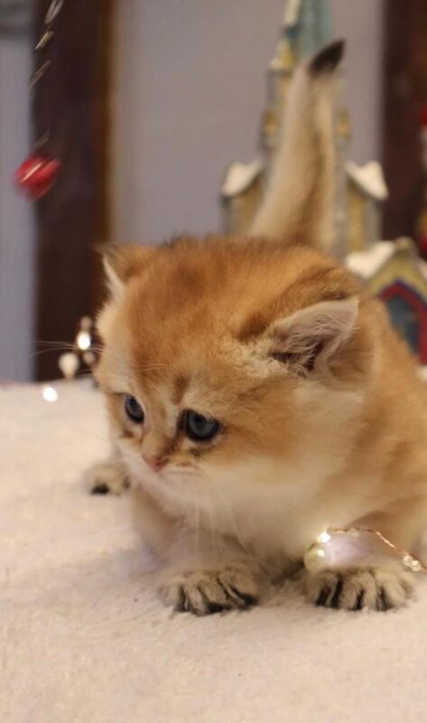 British Shorthair kittens for sale in North Acton, Greater London – 10 weeks old - Image 3 of 3