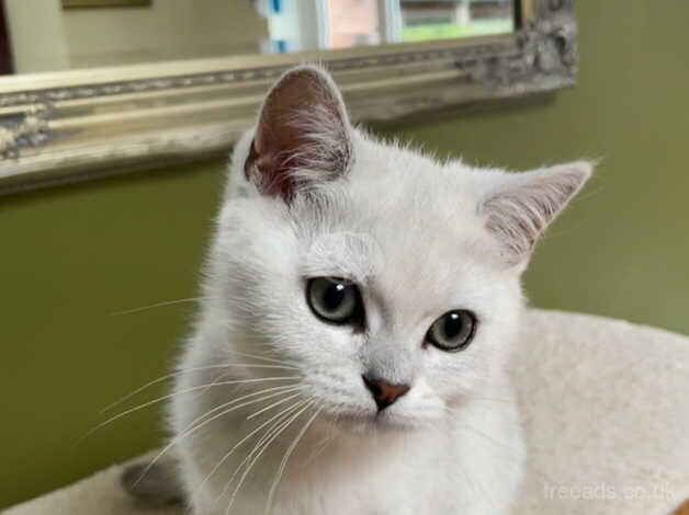 British Shorthair kittens for sale in Askam in Furness, Cumbria – 1 year old - Image 1 of 5