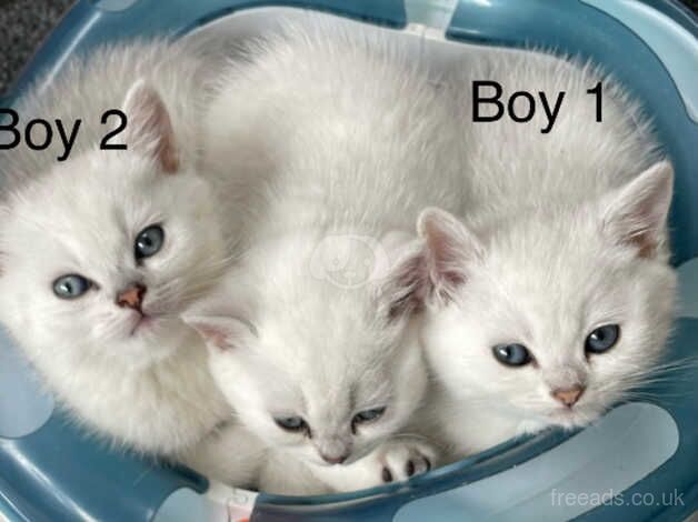 British Shorthair kittens for sale in Askam in Furness, Cumbria – 1 year old - Image 2 of 5