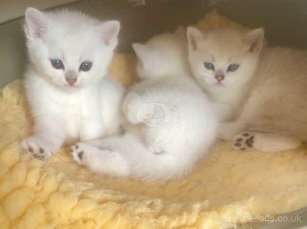 British Shorthair kittens for sale in Askam in Furness, Cumbria – 1 year old - Image 3 of 5