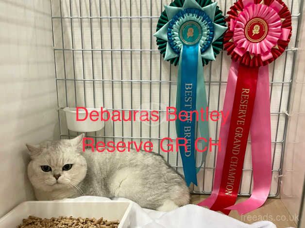 British Shorthair kittens for sale in Askam in Furness, Cumbria – 1 year old - Image 4 of 5