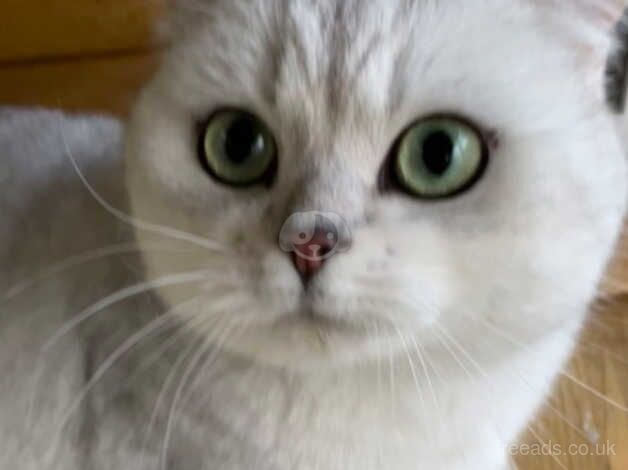 British Shorthair kittens for sale in Askam in Furness, Cumbria – 1 year old - Image 5 of 5