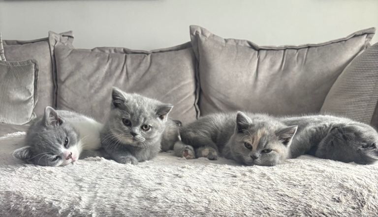 Championship Bloodlines, Beautiful Bsh kittens