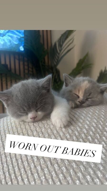 Championship Bloodlines, Beautiful Bsh kittens - Image 2 of 5