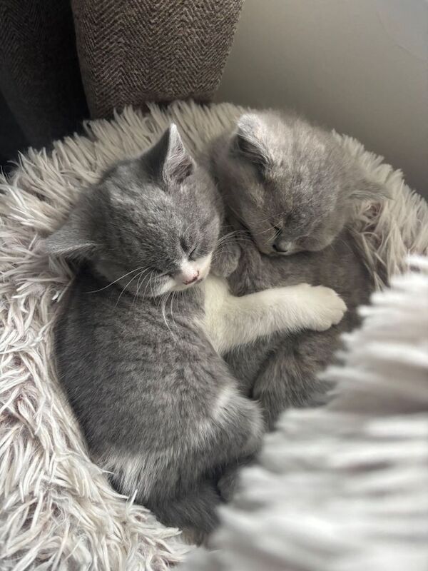 Championship Bloodlines, Beautiful Bsh kittens - Image 3 of 5