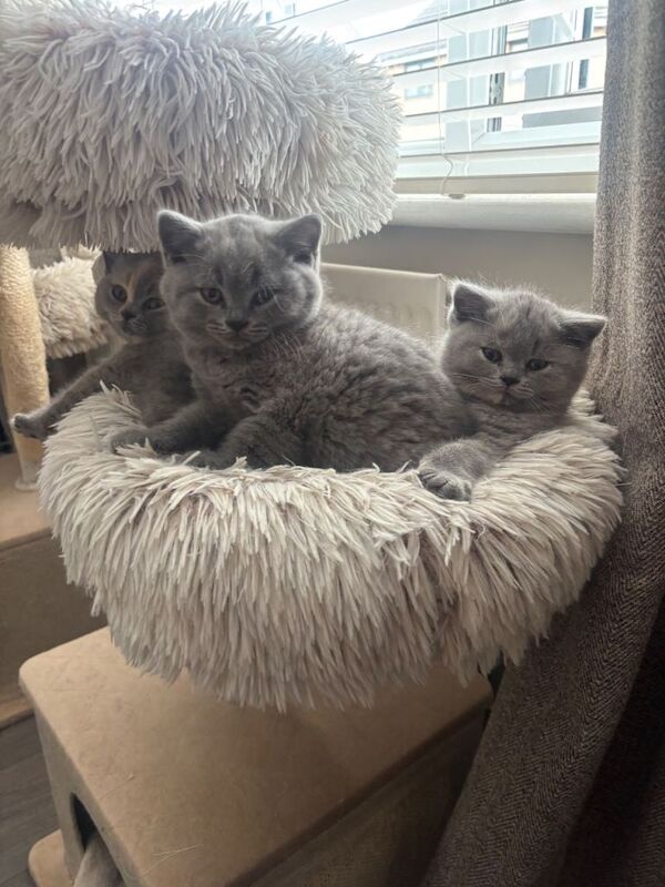 Championship Bloodlines, Beautiful Bsh kittens - Image 4 of 5