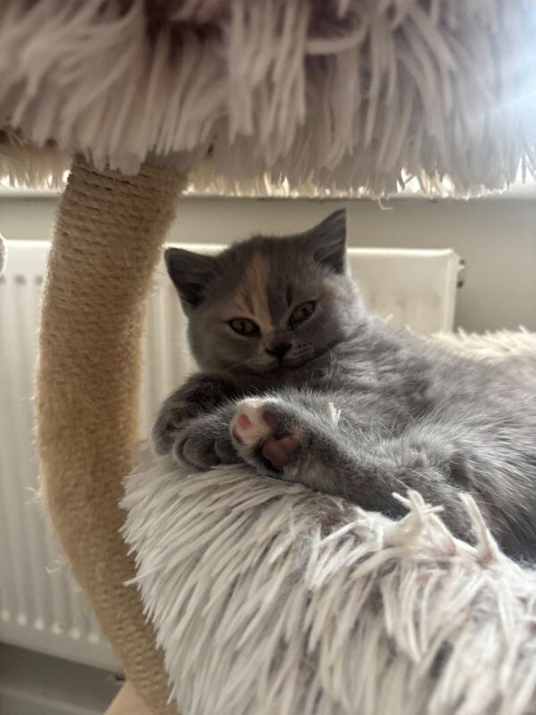 Championship Bloodlines, Beautiful Bsh kittens - Image 5 of 5