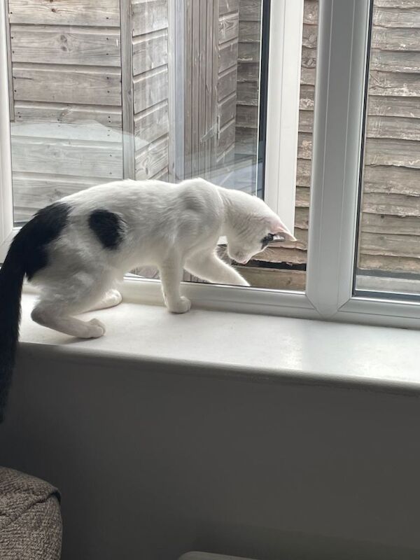 British Shorthair kittens for sale in Leicester, Leicestershire – 8 months old