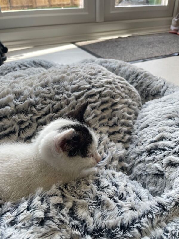 British Shorthair kittens for sale in Leicester, Leicestershire – 8 months old - Image 2 of 4