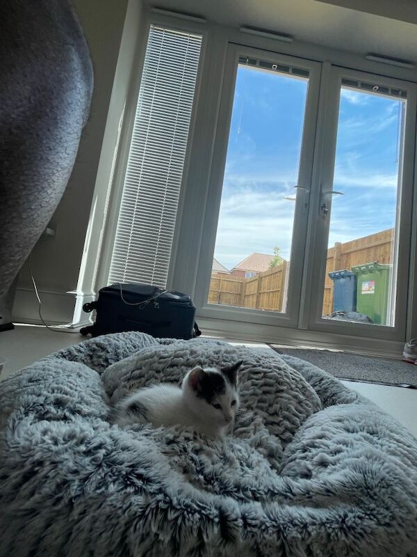 British Shorthair kittens for sale in Leicester, Leicestershire – 8 months old - Image 3 of 4